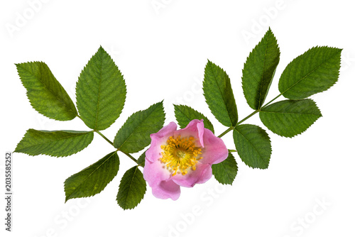 Photos Wild rose botanical specimen with compound leaves isolated on white