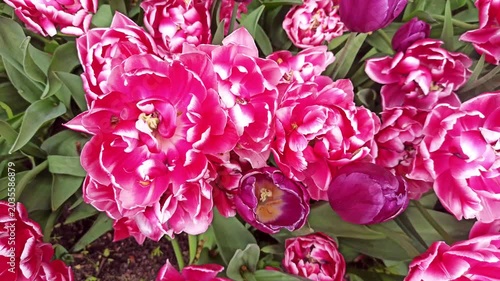 cyclamen color terry tulips blossoming in grden. top view