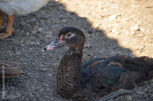 A portrait of a young dark muscovy duck sitting on the ground at a farm. Close-up view of the domestic waterfowl with brown and black feathers in a rustic outdoor environment during daytime