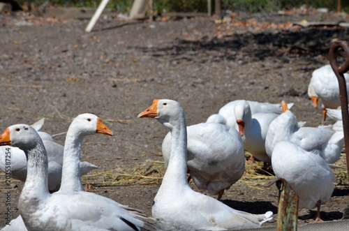 A group of domestic white geese resting on a farm ground on a sunny day. Large farm birds with bright orange beaks in a rural countryside environment. Agriculture and livestock concept