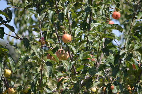A scenic view of a lush apple tree with ripe red and yellow fruits hanging from green branches. Sunny autumn day in a rural orchard, perfect for agriculture and nature-themed projects