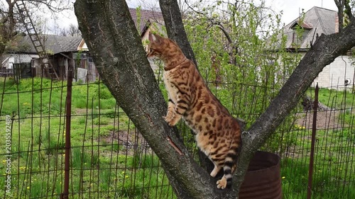 Bengal cat on the branch of the tree sitting and looking around in spring