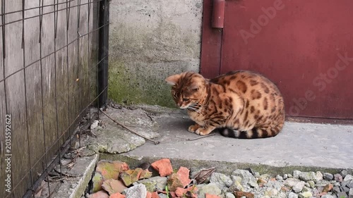 Bengal cat playing with a mouse outdoors in spring, cat hunting for  a mouse