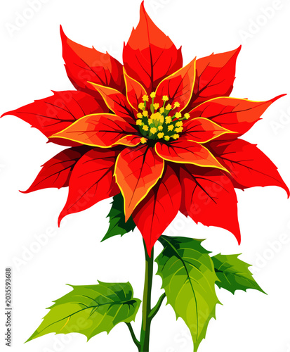 Red poinsettia flower with green leaves, festive botanical illustration of Christmas bloom and decorative holiday floral design