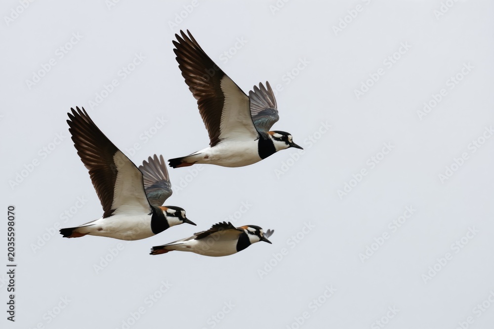 Obraz premium Three northern lapwings fly in formation against a pale sky. These distinct birds have black and white plumage and are commonly found in European agricultural areas and wetlands.