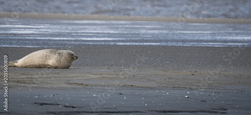 Robben wild auf Sandbank in der Nordsee