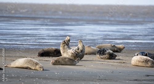 Robben wild auf Sandbank in der Nordsee