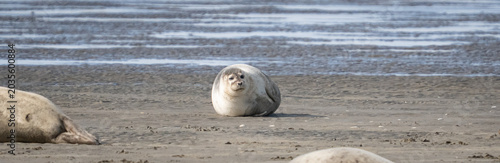 Robben wild auf Sandbank in der Nordsee