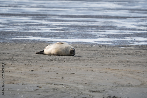Robben wild auf Sandbank in der Nordsee