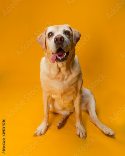 Принти на полотні Old yellow labrador sat with tongue hanging out  against a yellow background
