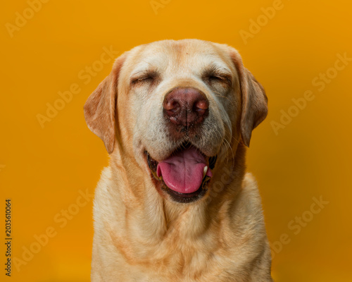Portrait of old yellow labrador sat with eyes closed against a yellow background