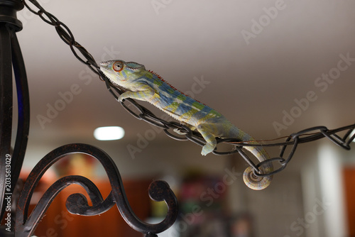 Canvas Print Colorful Chameleon Climbing On Metal Chain Indoors on Decorative Lamp Fixture