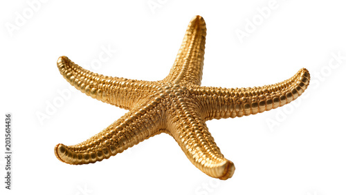 Quadro su tela Isolated golden starfish or sea star with glittering texture and luxurious shine