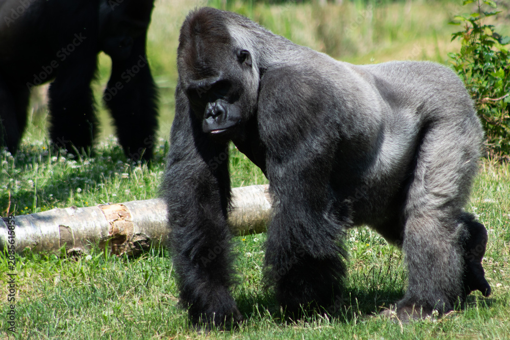 Fototapeta premium Western lowland gorilla standing on grass in a natural-style enclosure