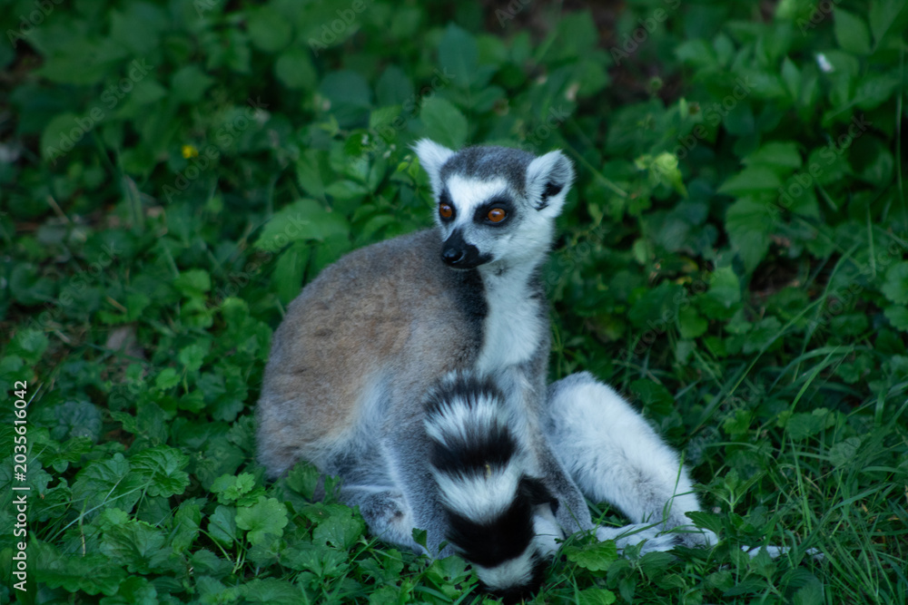 Naklejka premium Ring-tailed lemur sitting upright among tall green grass
