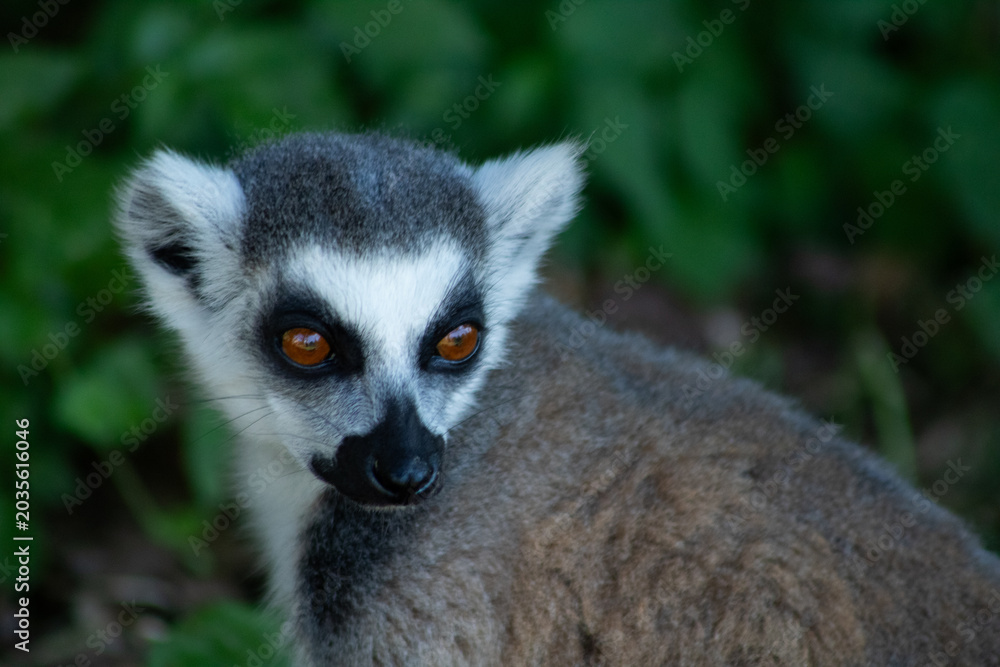 Naklejka premium Detailed close-up portrait of a ring-tailed lemur with amber eyes