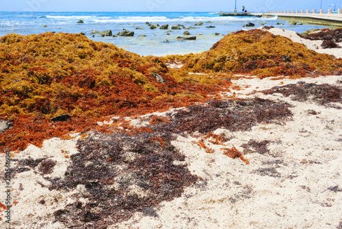 Tropical beach with seaweed