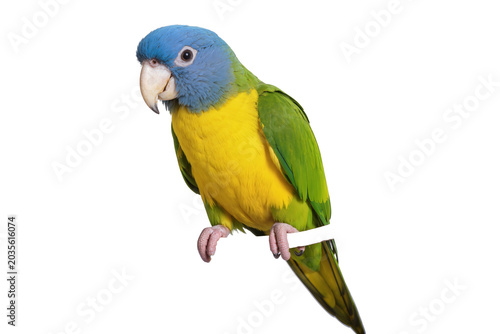 Bild auf Leinwand Isolated blue-headed parrot with vibrant blue, yellow, and green plumage perched