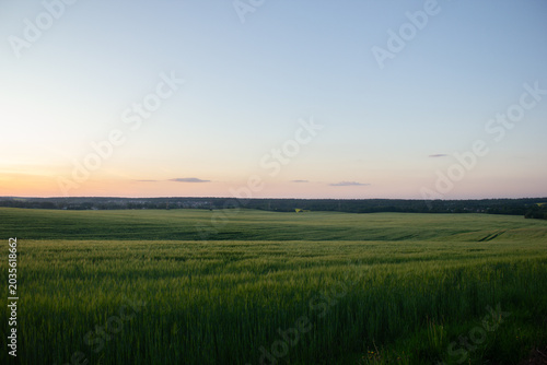 Cuadro en lienzo Vast green wheat field under soft evening sky