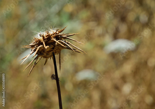 Foto Dry spiny seed head of wild Carlina hispanica thistle stands against golden Medi