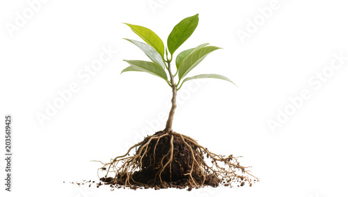 Fotografía Isolated young plant with green leaves and visible roots in soil, representing g