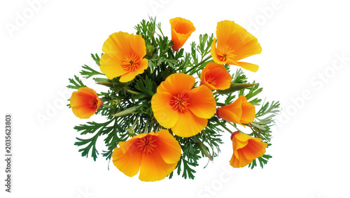 Konstfotografi Isolated vibrant orange and yellow California poppies with green leaves, fresh f