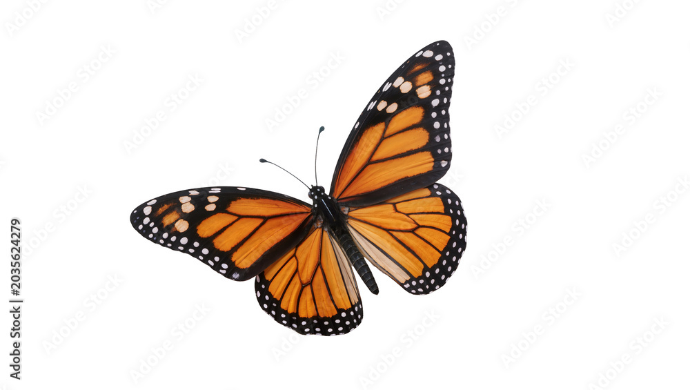 Fototapeta premium Isolated Monarch butterfly with vibrant orange and black wings, showing delicate details.