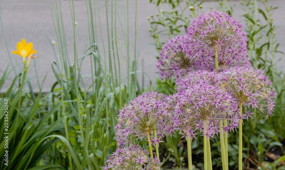 Obraz premium Beautiful purple allium flowers blooming in the garden, close up of ornamental onion globes with yellow daylily flower on a green background, seasonal summer gardening concept