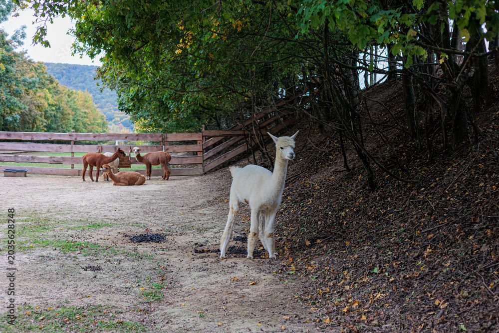 Naklejka premium Curious White Alpaca Walking Along Woodland Edge With Herd At Rustic Farm Fence