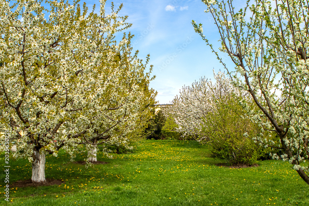 Fototapeta premium Sunlit orchard with white blossom trees and green grass on a clear spring day