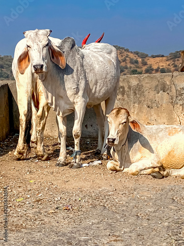 Photography sacred white Indian cows