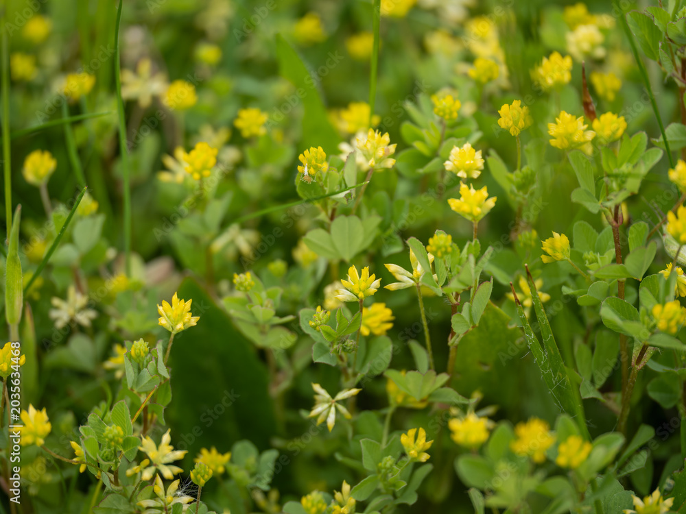Obraz premium Lesser trefoil with tiny yellow flowers.