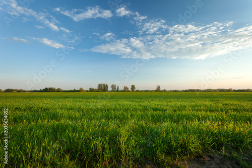 Minimalist Landscape with Green Grass and Blue Sky