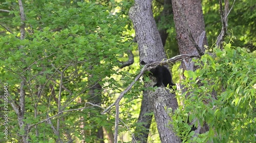 Black Bear Cubs in Tree