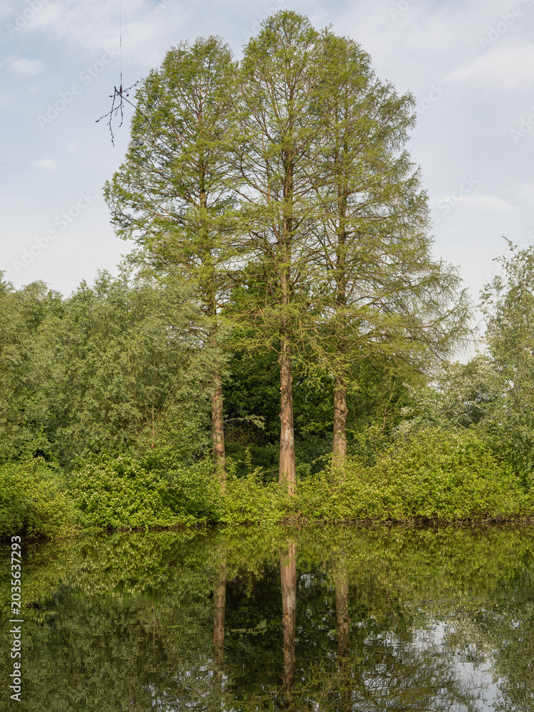 Fototapeta premium An der Berkel im Münsterland