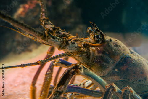 Canvastavla Extreme close-up of a spiny lobster head showing long antennae and compound eyes resting on the sandy bottom of an aquarium
