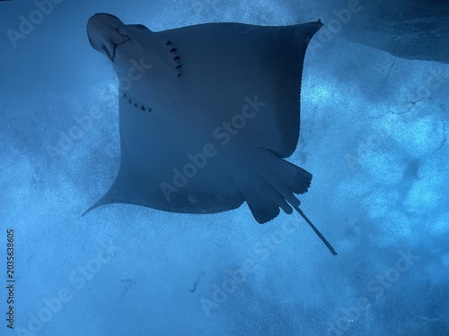 Fotografie Majestic stingray swimming gracefully in deep blue ocean water, viewed from belo