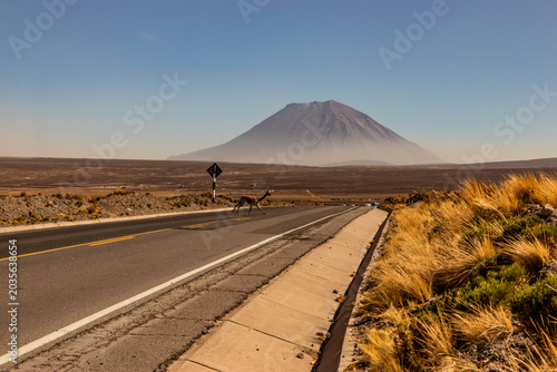 Canvastavla Vicuna (Lama vicugna) crossing a road in Reserva nacional de Salinas y Aguada Blanca, Peru