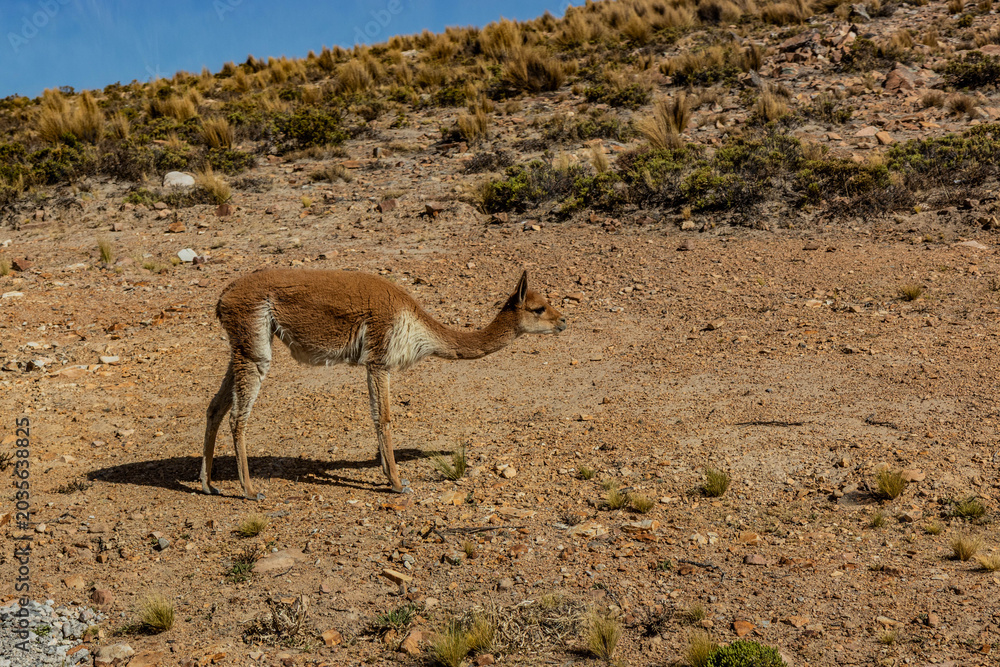 Obraz premium Vicuna (Lama vicugna) in Reserva nacional de Salinas y Aguada Blanca, Peru