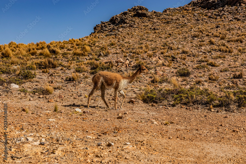 Fototapeta premium Vicuna (Lama vicugna) in Reserva nacional de Salinas y Aguada Blanca, Peru