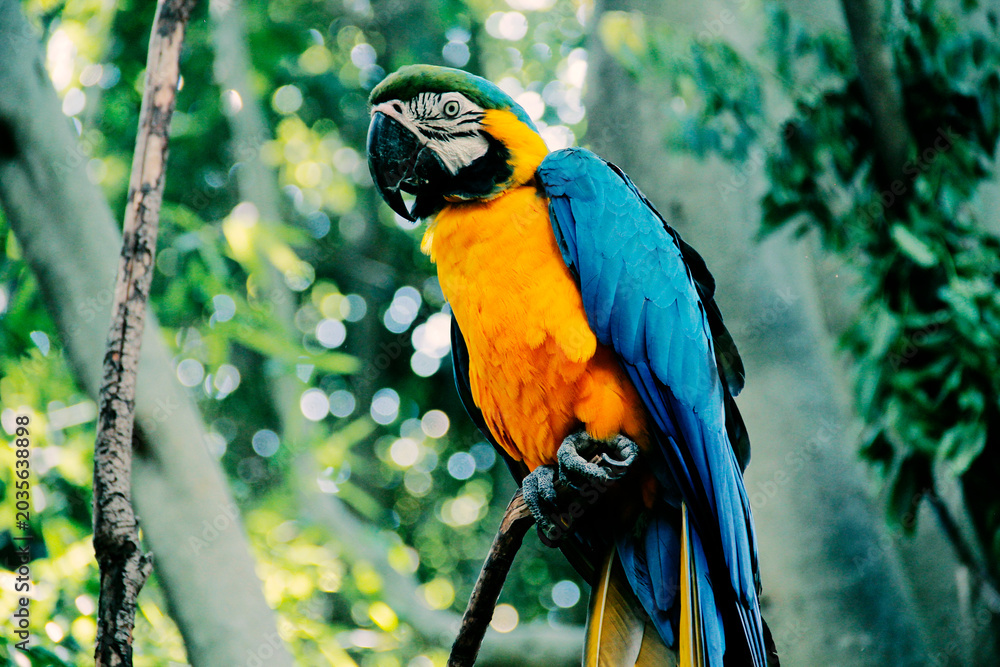 Obraz premium Guacamaya