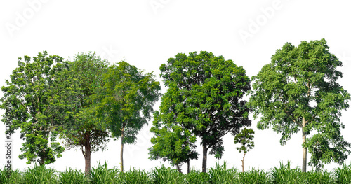 Принти на полотні Cutout tree line