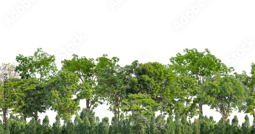 Obraz na płótnie Cutout tree line
