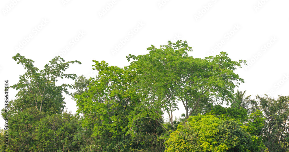 Fototapeta premium Cutout tree line. Forest and green foliage in summer. Row of trees and shrubs isolated on transparent background. Forest scape. High quality clipping mask