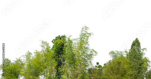 Foto Cutout tree line