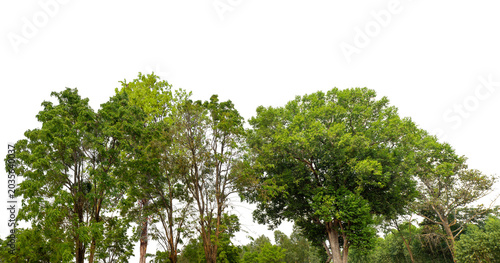 Cuadro en lienzo Cutout tree line