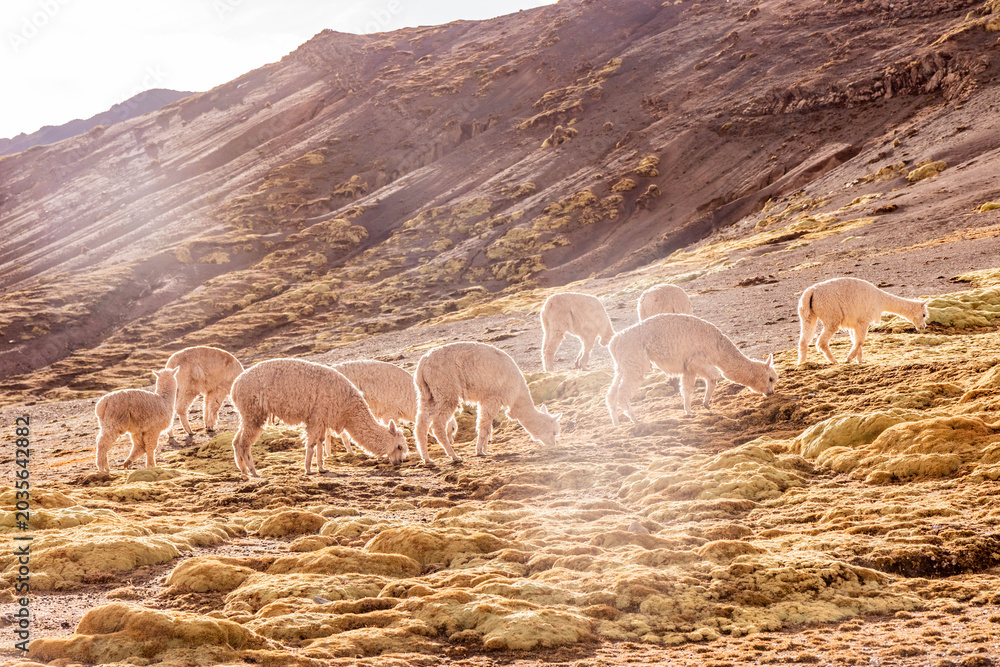 Naklejka premium Herd of alpacas near Vinicunca Rainbow mountain, Peru