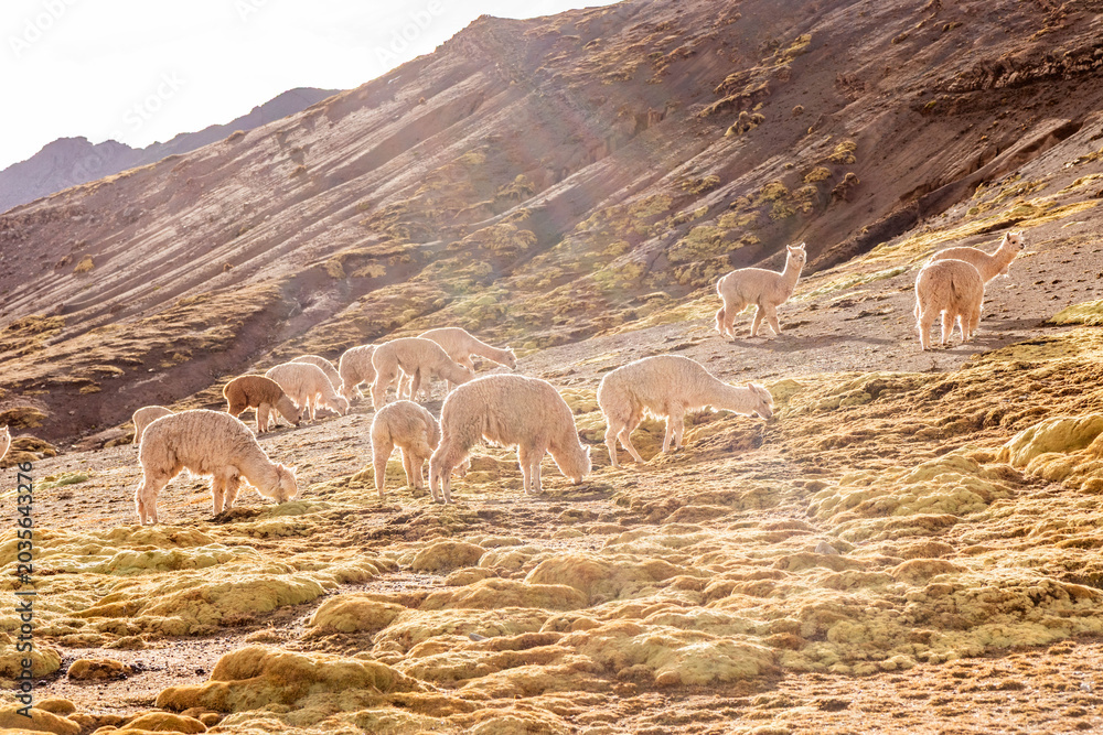 Naklejka premium Herd of alpacas near Vinicunca Rainbow mountain, Peru