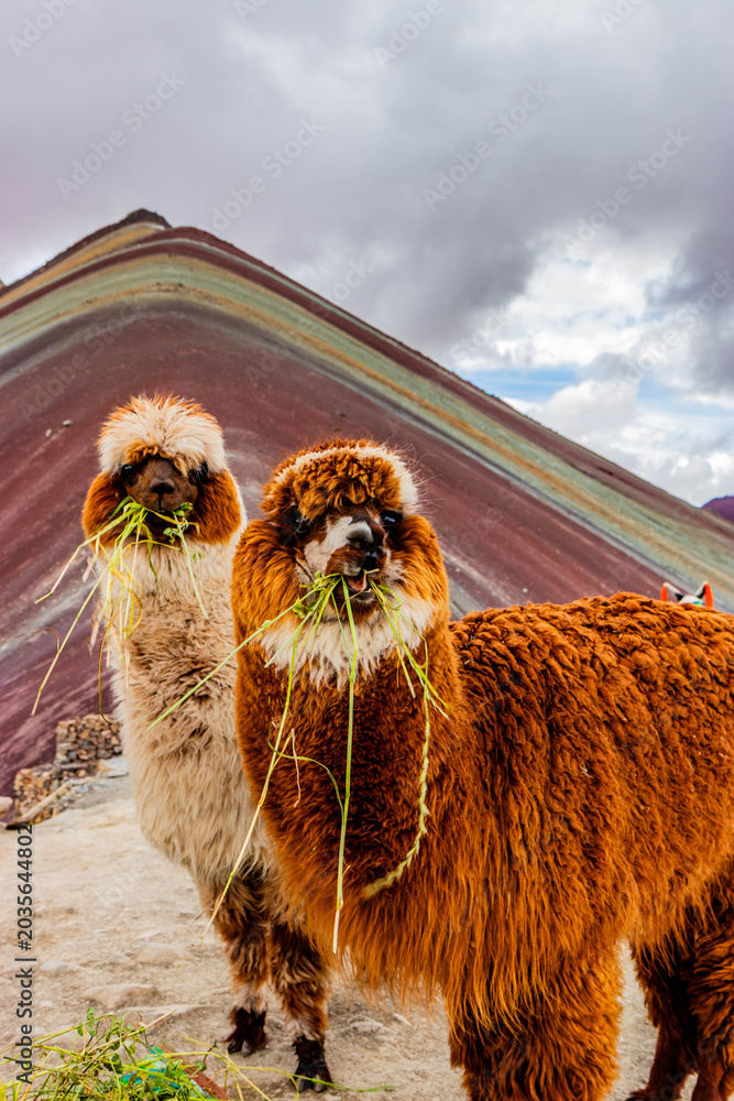 Fototapeta premium Alpacas at Vinicunca Rainbow mountain, Peru