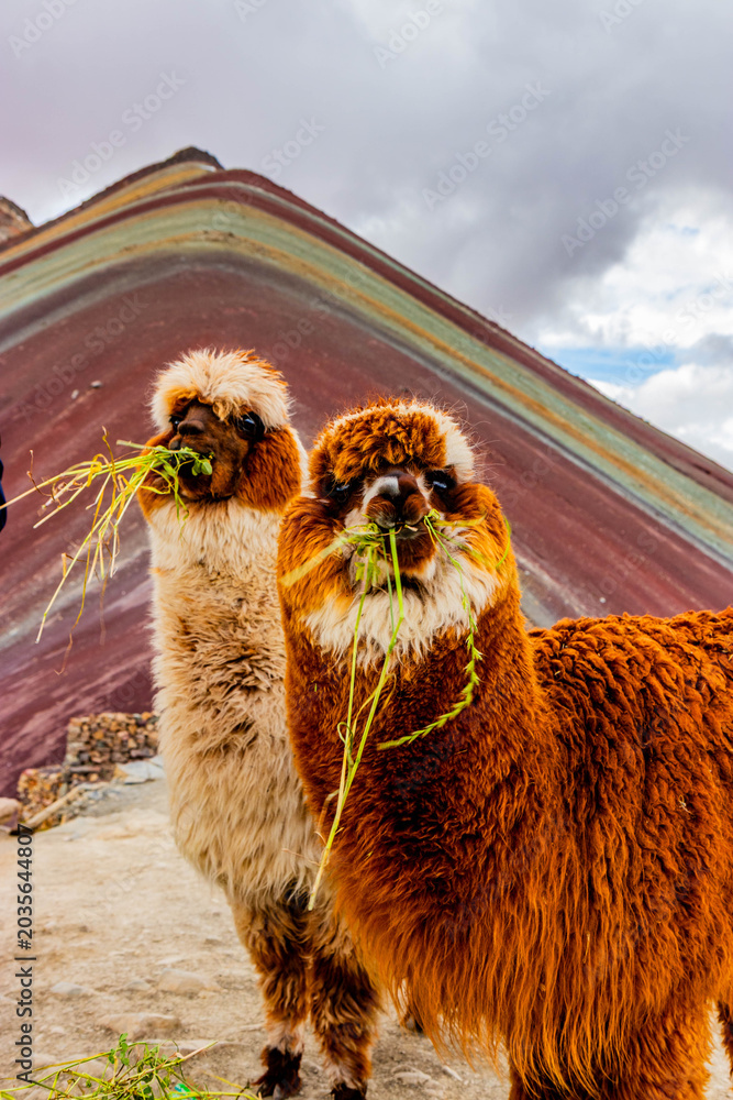 Fototapeta premium Alpacas at Vinicunca Rainbow mountain, Peru